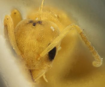 Media type: image; Entomology 9251   Aspect: head frontal view